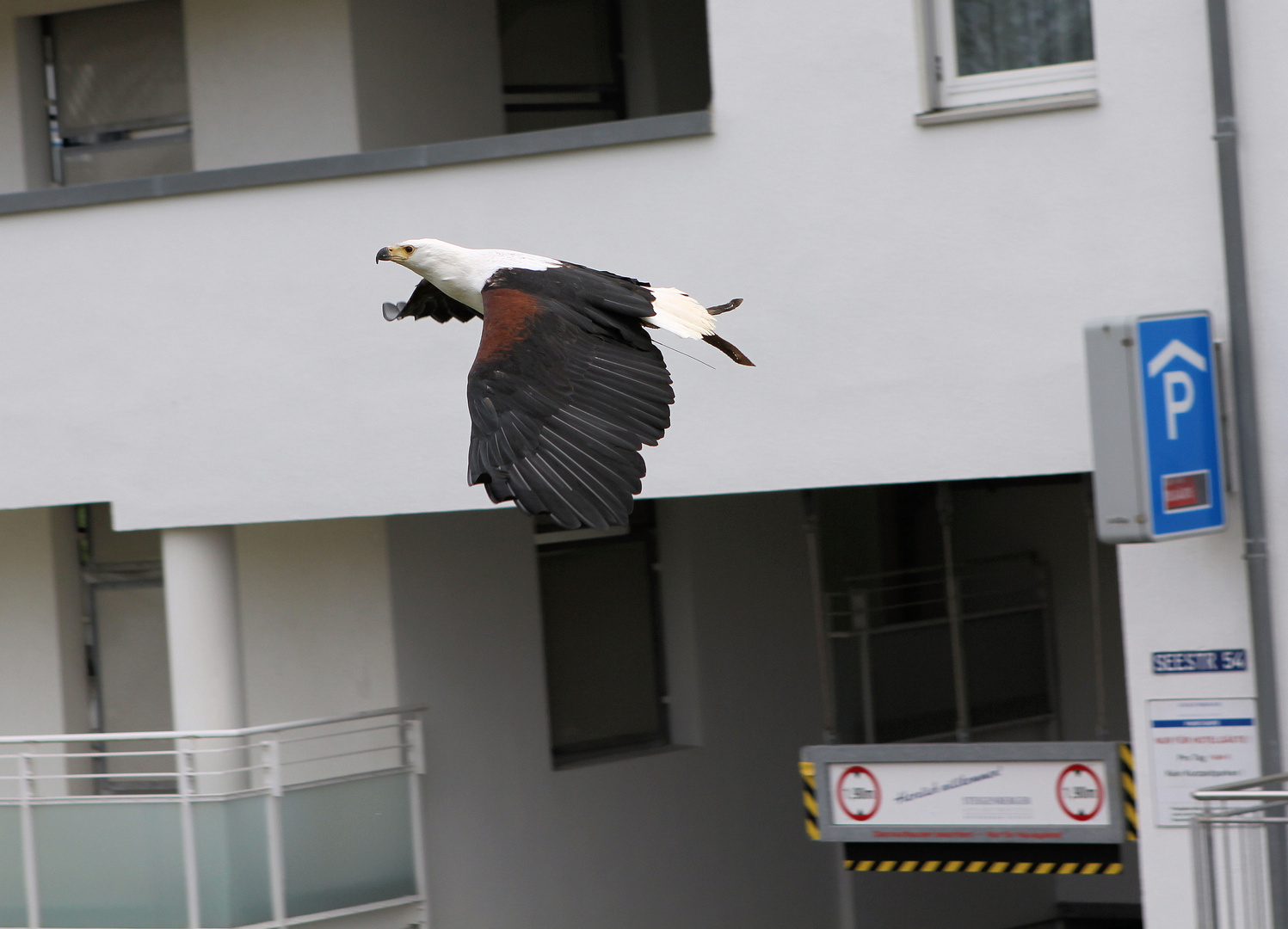 Afrikanischer Weisskopfseeadler - Schreiseeadler - African Fish Eagle