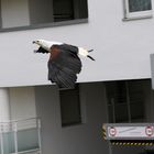 Afrikanischer Weisskopfseeadler - Schreiseeadler - African Fish Eagle