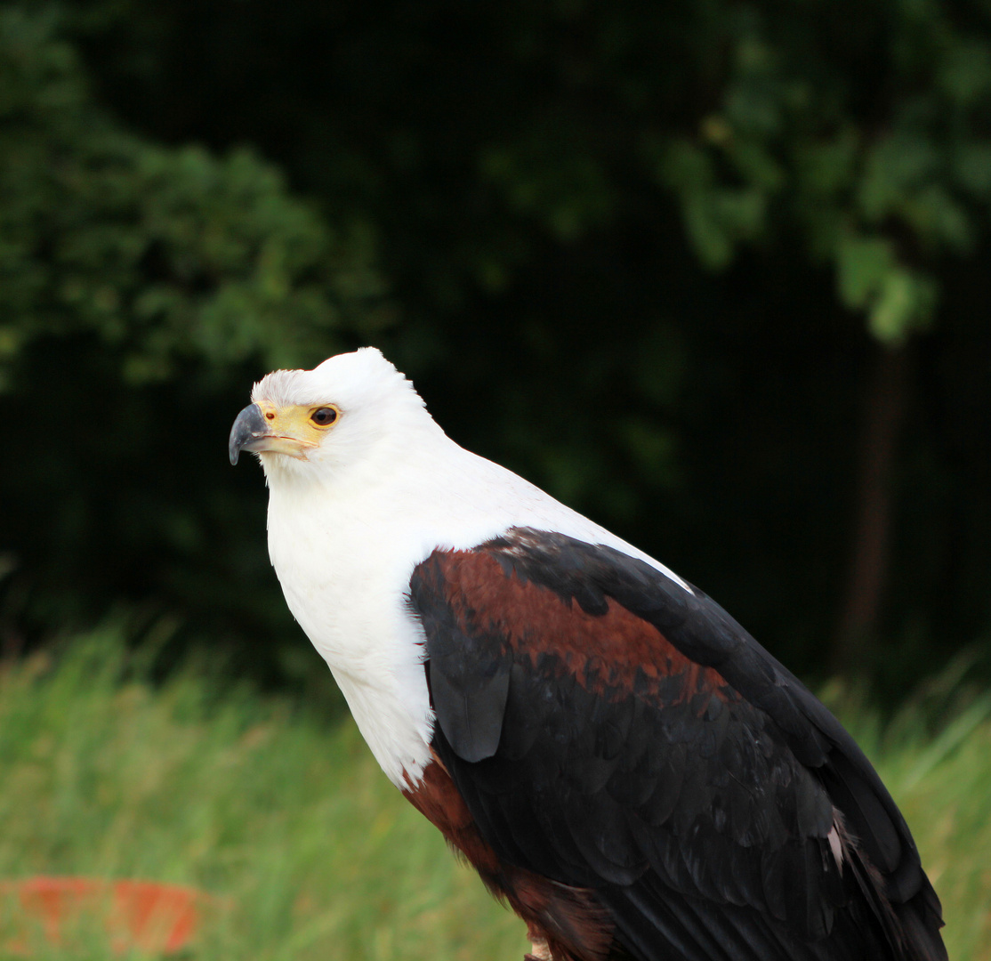 Afrikanischer Weisskopfseeadler - Schreiseeadler - African Fish Eagle / II