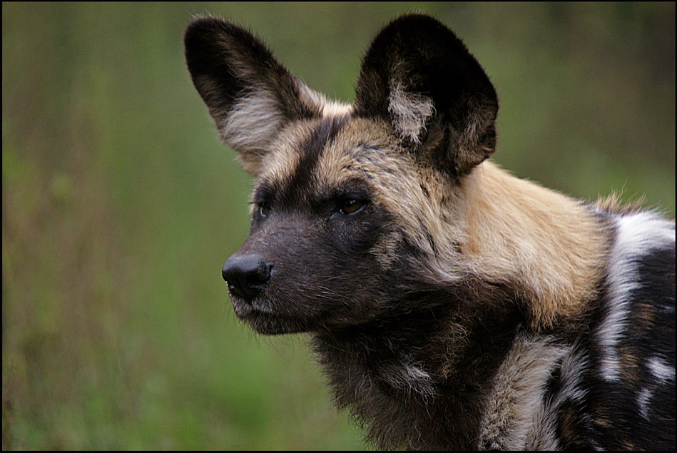 ~ Afrikanischer Wildhund 2 ~