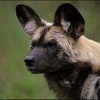 ~ Afrikanischer Wildhund 2 ~