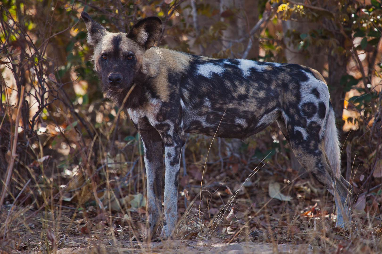 Afrikanischer Wildhund 2