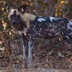 Afrikanischer Wildhund 2