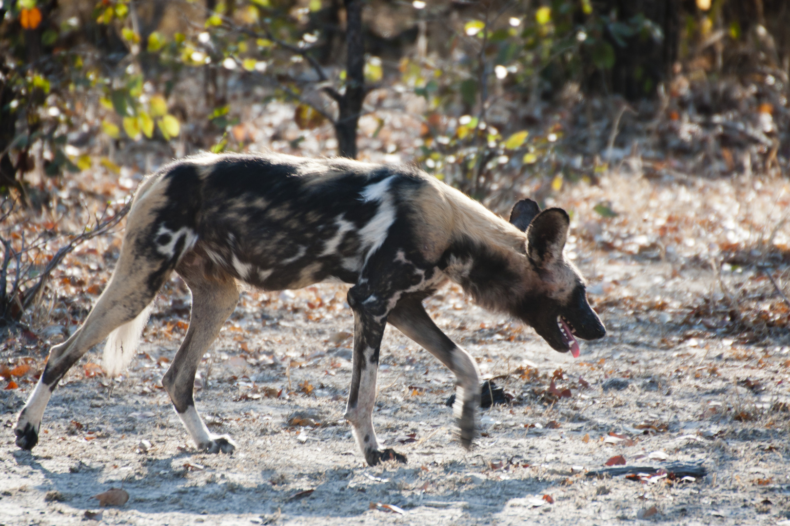 Afrikanischer Wildhund 2/ North Luangwa NP / Sambia / 06.2013