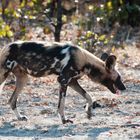 Afrikanischer Wildhund 2/ North Luangwa NP / Sambia / 06.2013