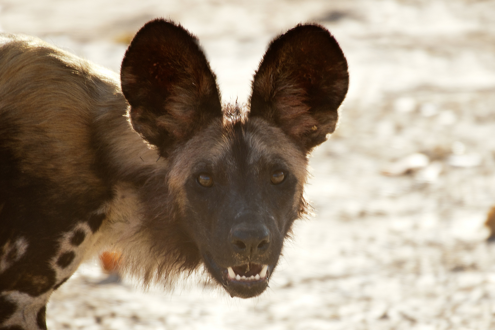 Afrikanischer Wildhund 2 Sambia North Lunagwa 15 06 2013 Foto Bild Tiere Wildlife Saugetiere Bilder Auf Fotocommunity