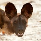 Afrikanischer Wildhund 2 / Sambia / North Lunagwa / 15.06.2013