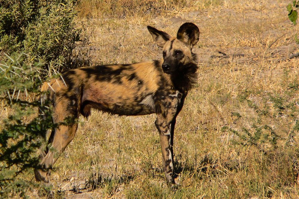 Afrikanischer Wildhund