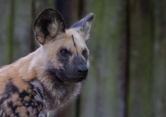 afrikanischer Wildhund