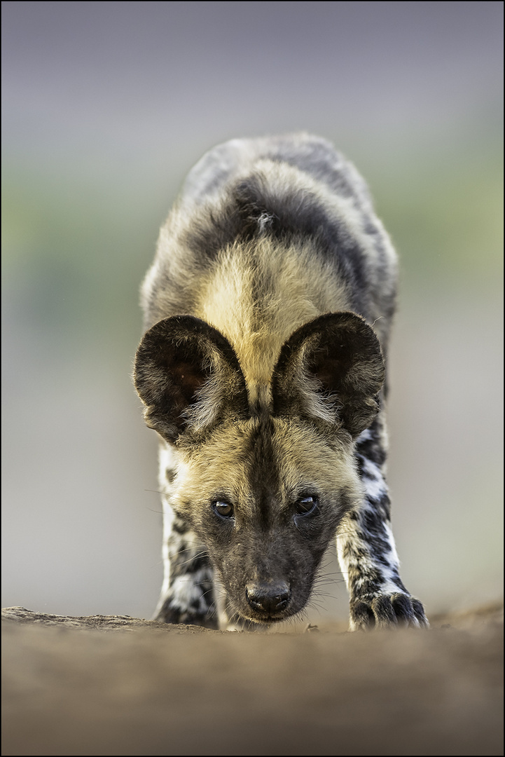 Afrikanischer Wildhund