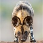 Afrikanischer Wildhund