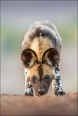 Afrikanischer Wildhund