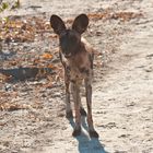 Afrikanischer Wildhund 3/ North Luangwa NP / Sambia / 06.2013