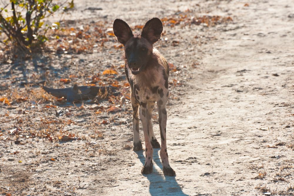 Afrikanischer Wildhund 3/ North Luangwa NP / Sambia / 06.2013