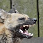 Afrikanischer Wildhund