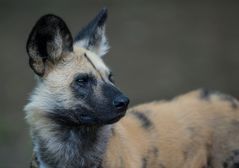 afrikanischer Wildhund