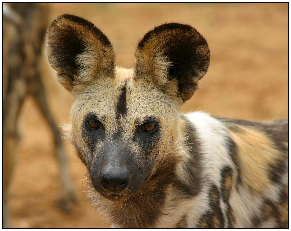 afrikanischer wildhund