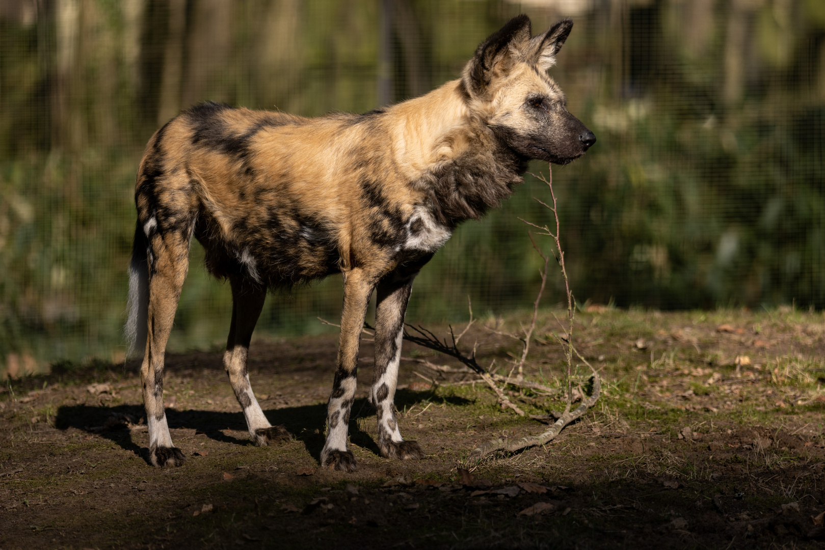 Afrikanischer Wildhund