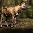 Afrikanischer Wildhund