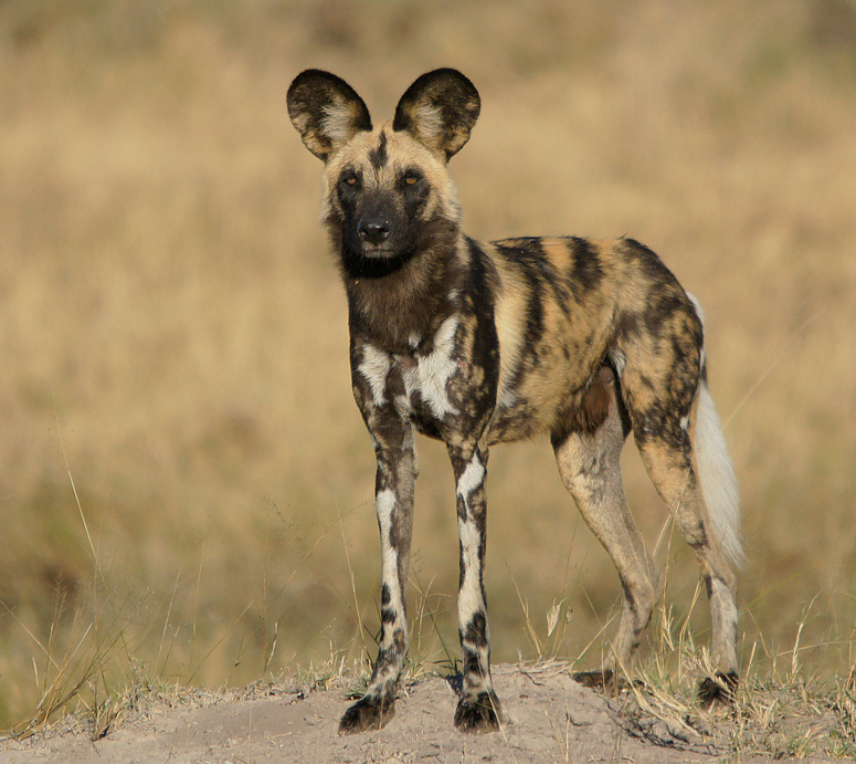 Afrikanischer Wildhund