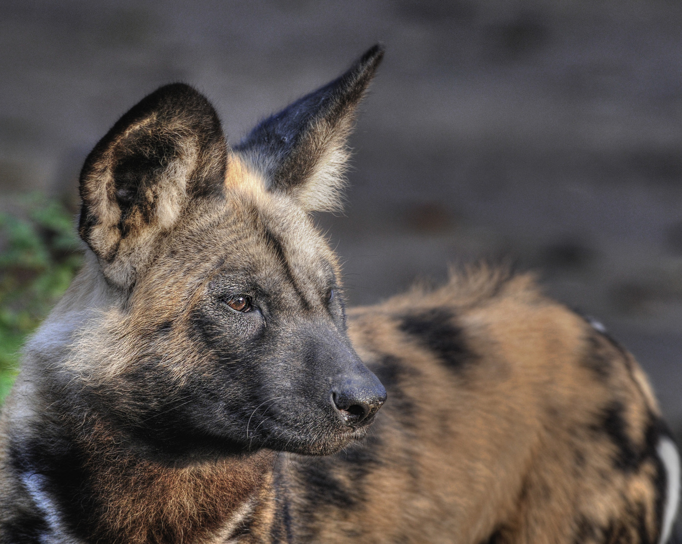 afrikanischer Wildhund