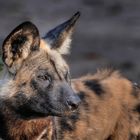 afrikanischer Wildhund