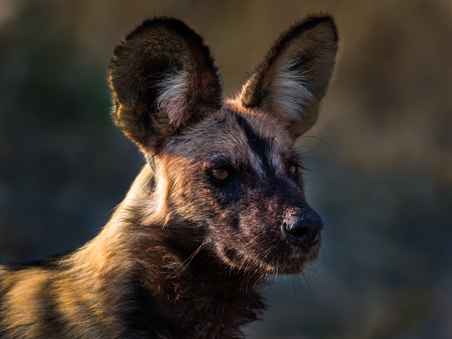 Afrikanischer Wildhund