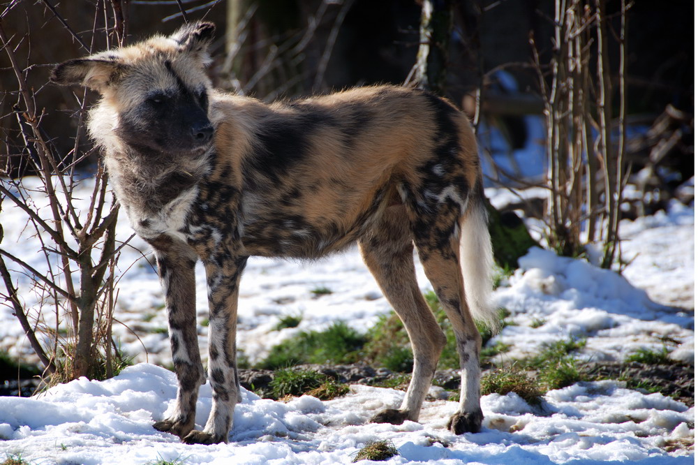 Afrikanischer Wildhund