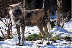 Afrikanischer Wildhund