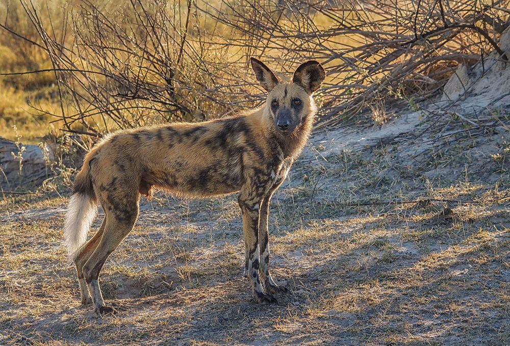 Afrikanischer Wildhund