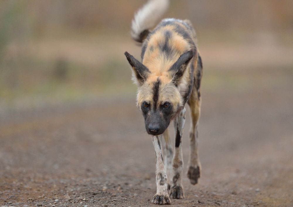 Afrikanischer Wildhund