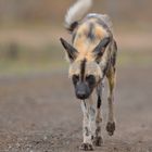 Afrikanischer Wildhund