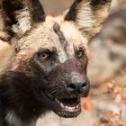 Afrikanischer Wildhund