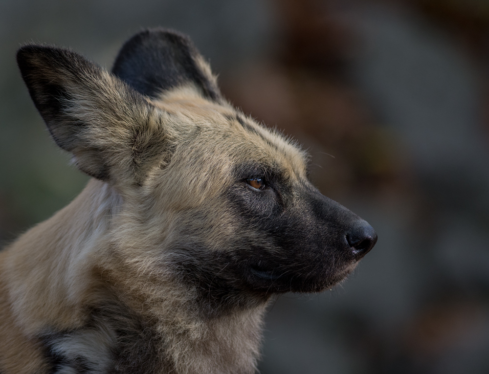 afrikanischer Wildhund