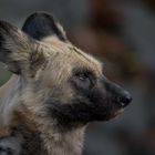 afrikanischer Wildhund