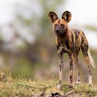 Afrikanischer Wildhund