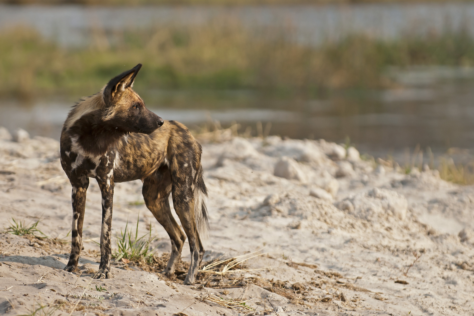 Afrikanischer Wildhund