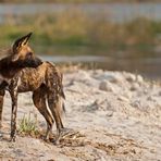 Afrikanischer Wildhund