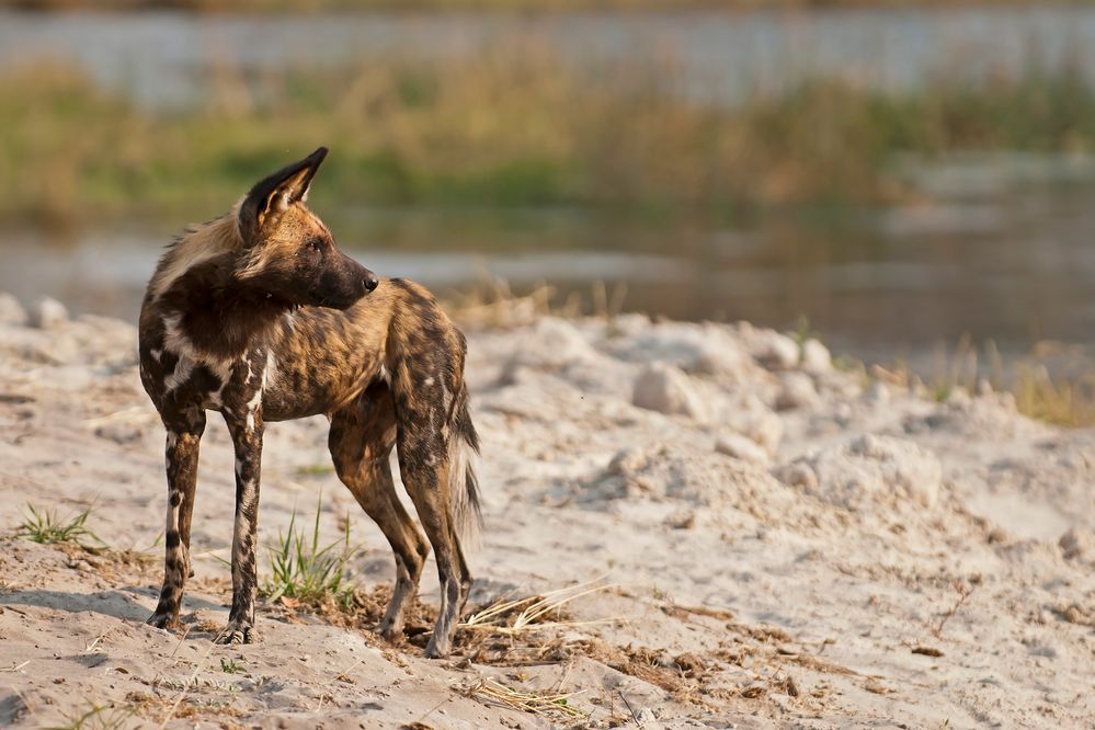 Afrikanischer Wildhund