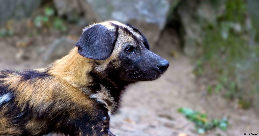 Afrikanischer Wildhund