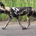 Afrikanischer Wildhund