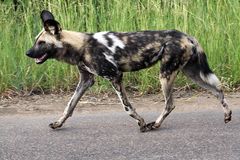 Afrikanischer Wildhund