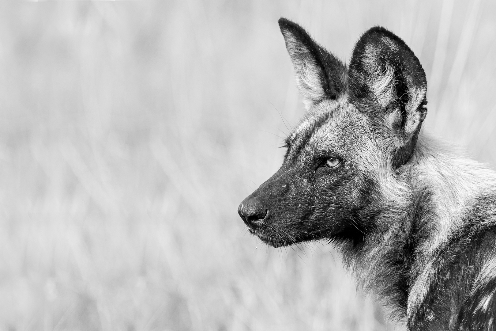 Afrikanischer Wildhund