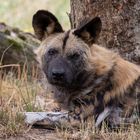 Afrikanischer Wildhund