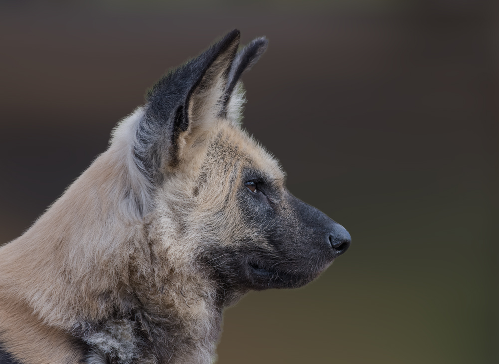 afrikanischer Wildhund