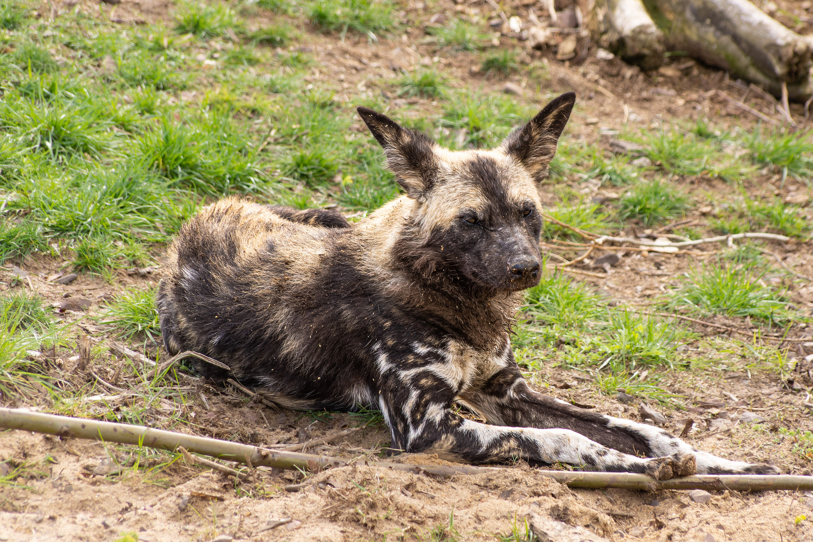 Afrikanischer Wildhund