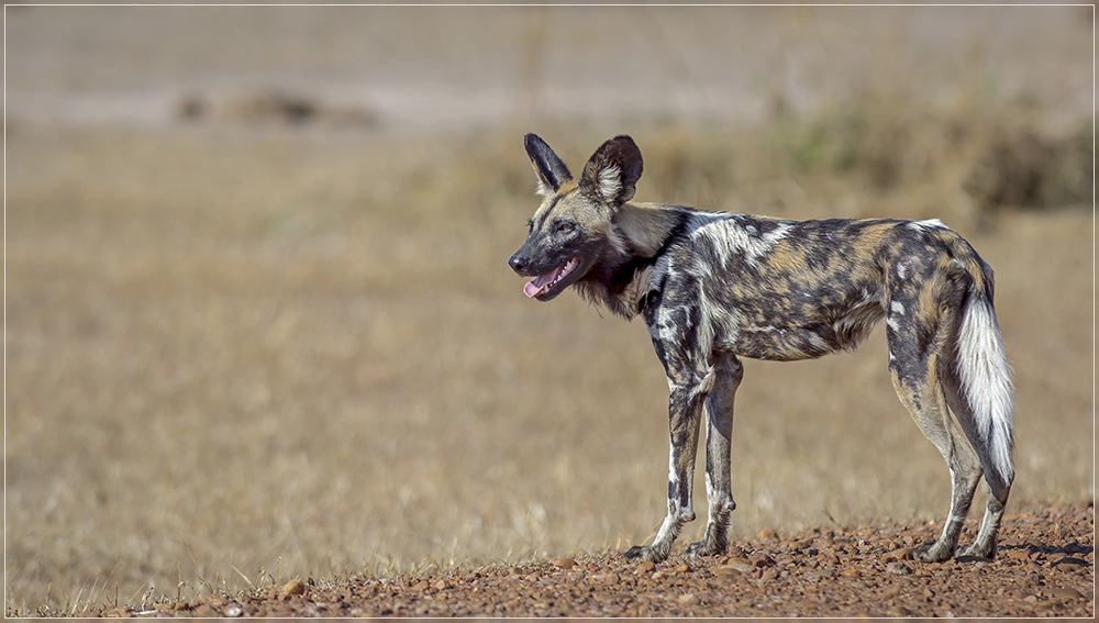 Afrikanischer Wildhund