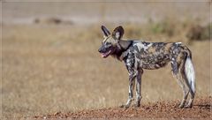 Afrikanischer Wildhund