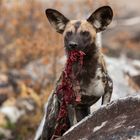 Afrikanischer Wildhund