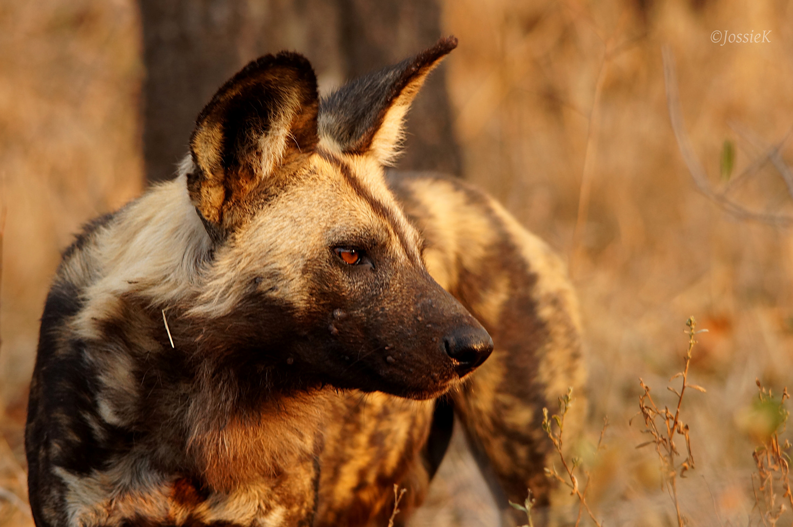 Afrikanischer Wildhund